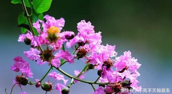 草本植物|庭院植物配置之常用乔木、灌木、藤本及草本植物