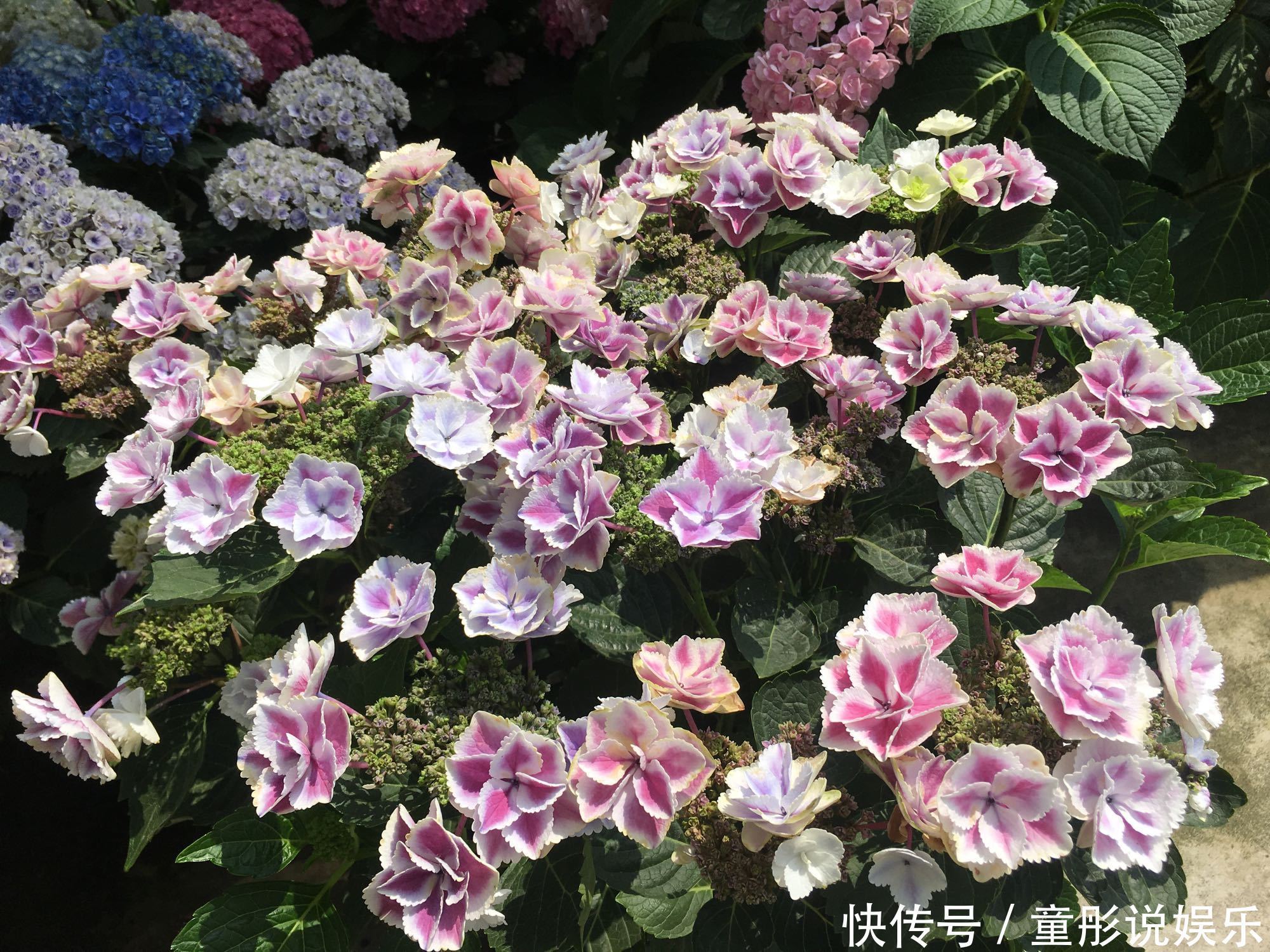 绣球花只会长叶不开花居然和修剪位置有关,剪对位置开花爆盆