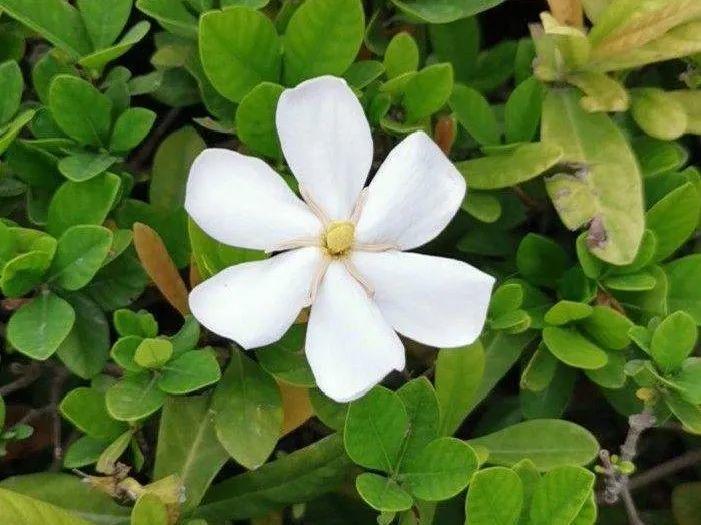 香飘飘的花，吃一口满嘴花香，再不吃就没了