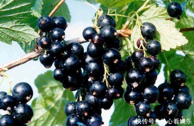 食物|聰明人都在吃四種食物,美容養(yǎng)生、延緩衰老,早吃早好!