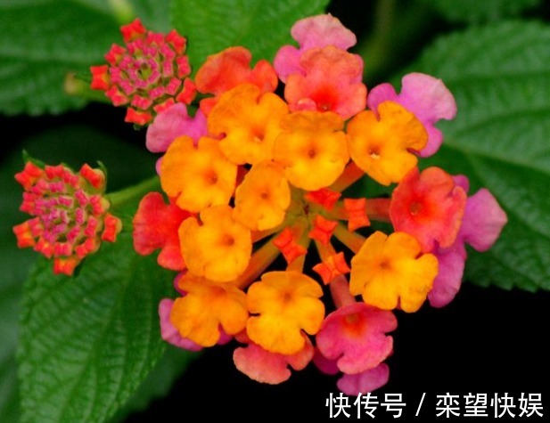 此花花色丰富多变,一天之内花色就会变化多端,象征着家庭和睦