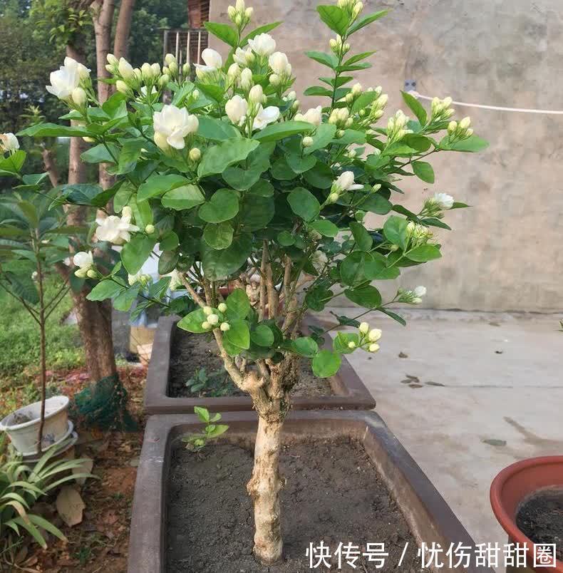 修剪|养茉莉花有“3点”很重要,株型更美,开花更多,又香又好看
