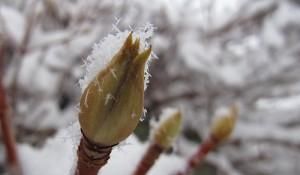 绣球花|托尼老师教您修剪绣球花，记住简单两点，拿剪刀的手再也不抖啦