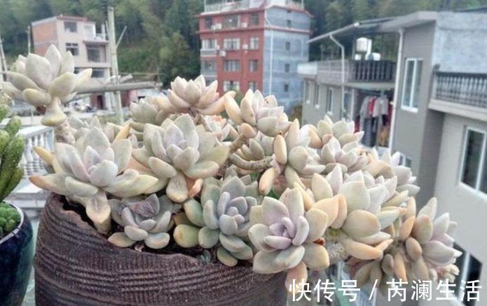 刚开始接触多肉选这“6种”,皮实耐养不易死,养出状态也很美!