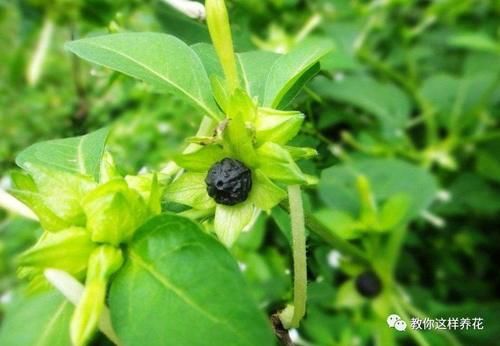 4种花太皮实，几粒种子丢盆里就呼呼长，不用管也能花开一大片！