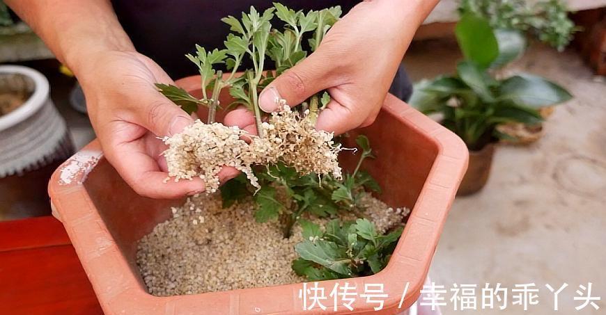 冬天快扦插这3种花,插土里生根很快,成活率高、花多又美