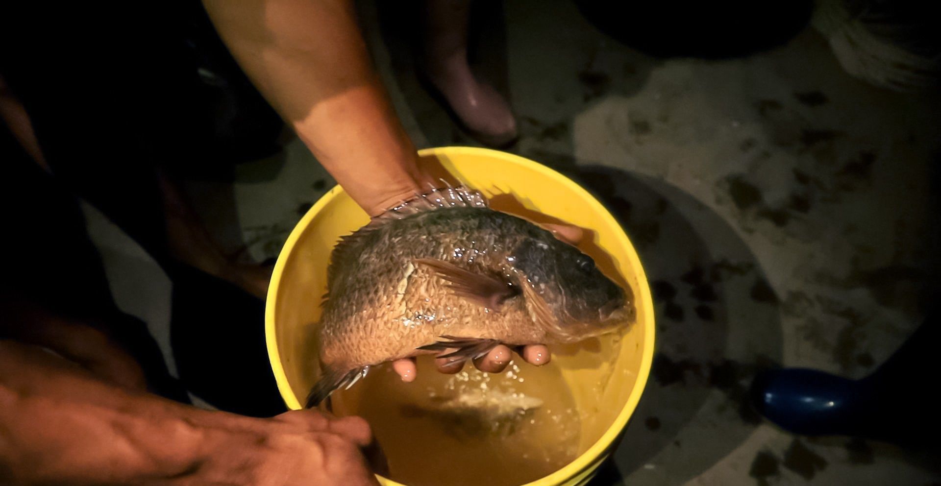 一种颜色比较独特的鲷鱼 就是紫红笛鲷 也就是常见的红友鱼 快资讯