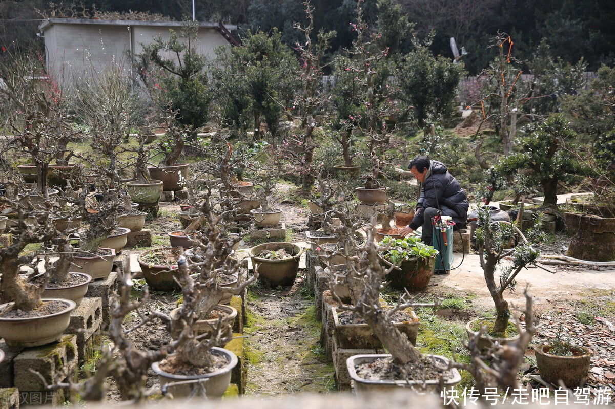 古村落|卖花渔村，只卖花不打渔的千年古村落，私藏了万亩的粉红梅花海