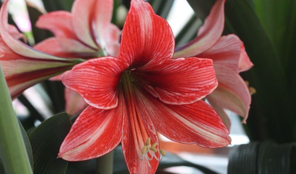 秋季|栽种朱顶红,简单3步,开出大花、颜值很高、惊艳无比