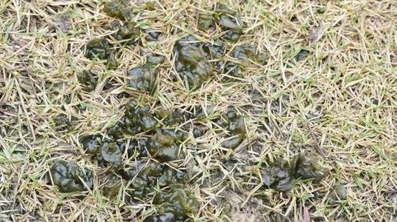 念珠藻|下雨后就能捡,以前嫌它脏,如今一斤80元,成稀罕野菜