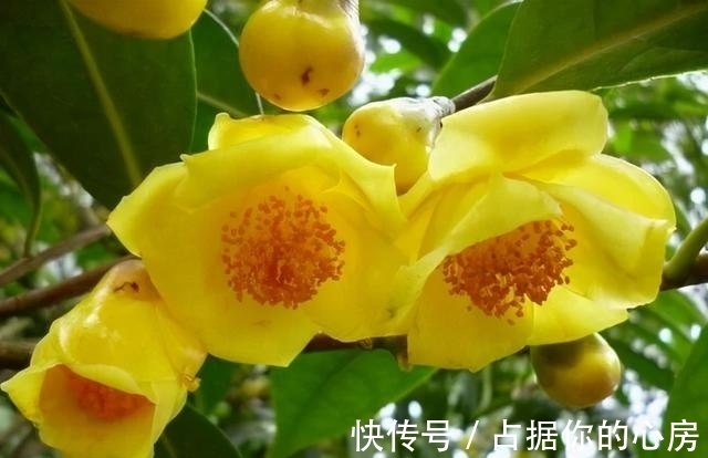 花朵|此花被誉为“植物黄金”,营养丰富,家里养一盆观赏食用皆可