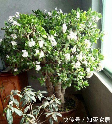 叶片|5种花在夜间“呼吸”,适合放在卧室内,可净化废气,对睡眠好