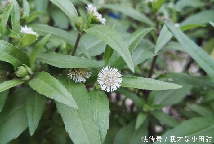 魂草|农村这种野草，过去用来做猪饲料，如今价值很高，人称“还魂草”