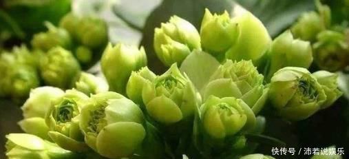 家里不如养盆浪漫“绿巴黎”吧是长寿花中的极品,花期长又好养