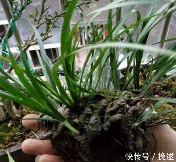 爷爷从农村山上挖来的东西，一分钱没花，还能净化空气！