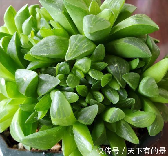 熊童子|夏天养几种“耐热多肉”,不怕酷暑,不用休眠,想养死都难