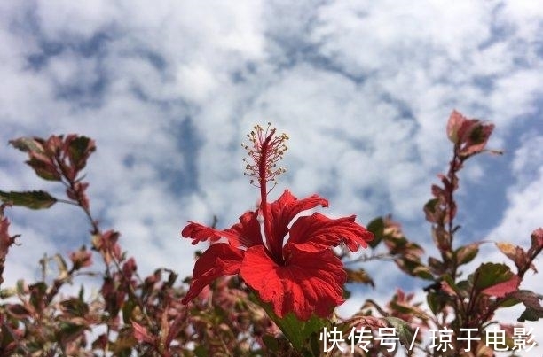 桃花|下礼拜，桃花闪烁，真爱难挡，旧爱归来，表明真心，余生相知相守