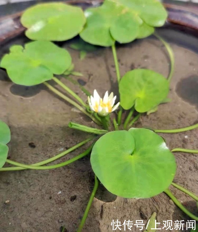 荷花|“四蒂睡莲”长什么样？一起来花博园看荷花、莲花群芳争艳