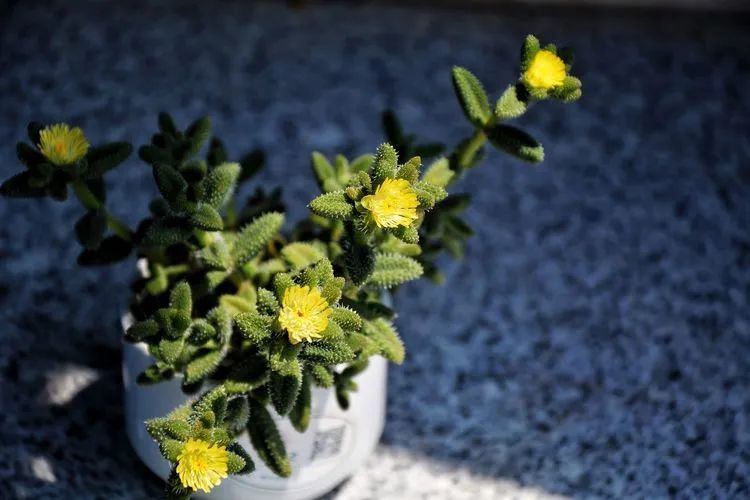 面朝大海的多肉们，在四季变迁中生生不息！