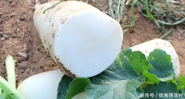 丝瓜|夏天多吃这10种食物,都是清肺化痰的佳品,再贵也要买给家人吃!