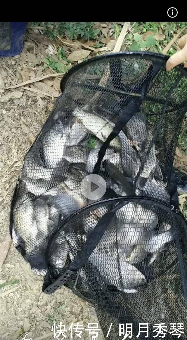 钓鲫鱼方法和窝料制作方法,自己研制的饵料,一般人我不告诉他