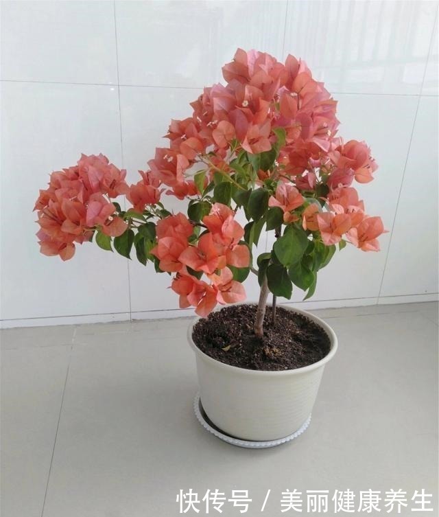 花期|三角梅喜欢这“宝贝”,盆里撒一点,开花300天,拦都拦不住!