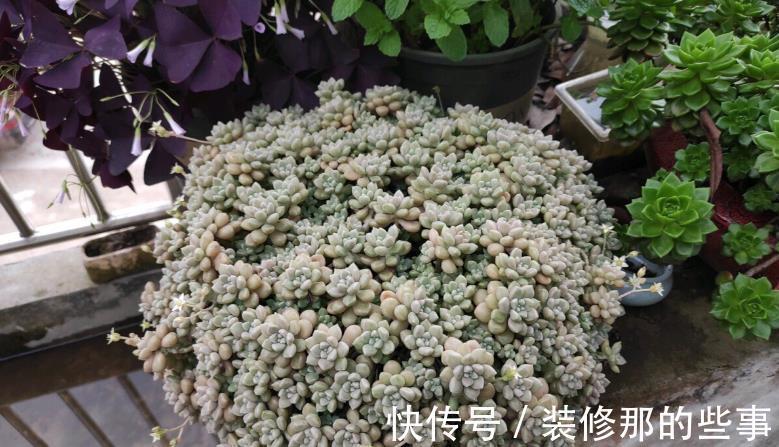 生命力|这3种普货多肉漂亮好活，堪称新人入坑的首选！