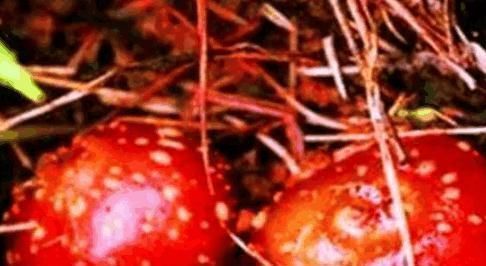 功效|乡下有一种很常见的菜,具有利湿通淋,清热解毒,散瘀消肿功效