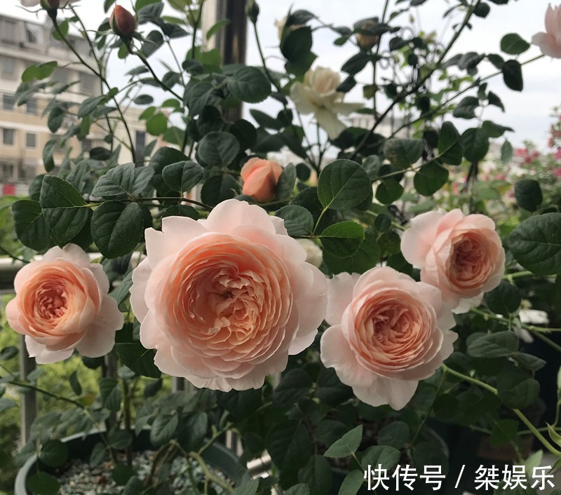 盆栽|此木本花卉，漂亮似牡丹花，月月开花，种植简单，阳台盆栽也可以