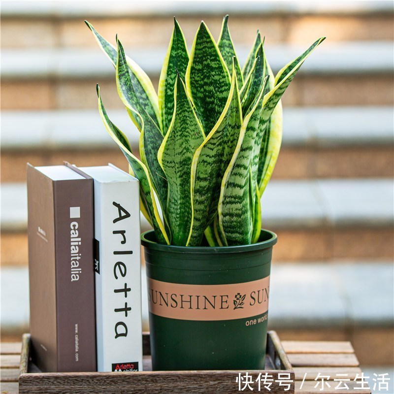 封闭的楼房养花，首选这6种，都是净化小能手，养在家里利于健康