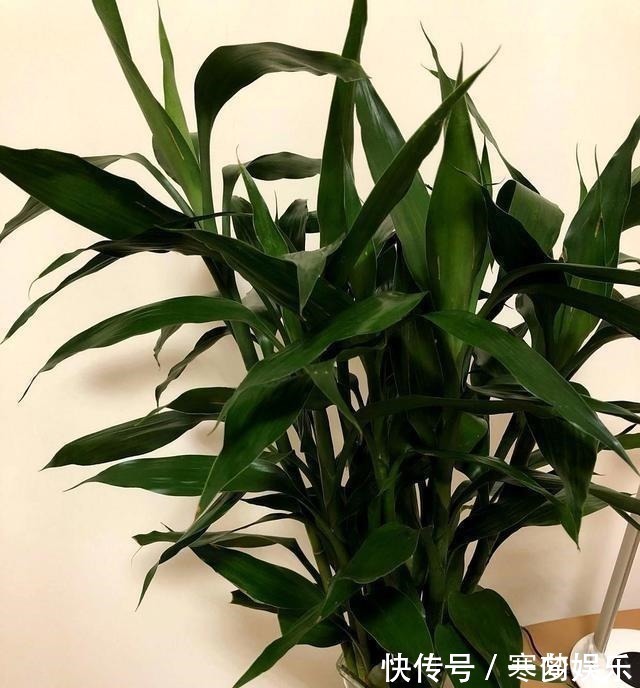 富贵竹养多少根也有讲究，根数不同寓意不同，看看你适合养几根