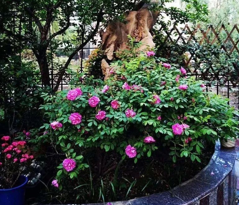 常备|养花常备1种肥就够了，毕竟所有的植物大多数时间都用得上