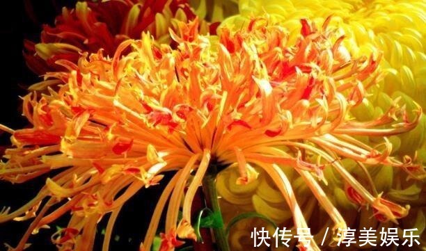 喜欢菊花，不如养盆“十大名菊”彩龙爪，犹如皇阿玛，花型奇特