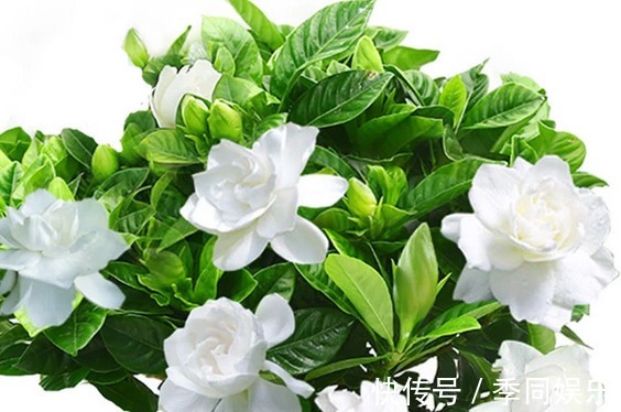 自己做出养花万能土，养啥旺啥，比买的土好很多