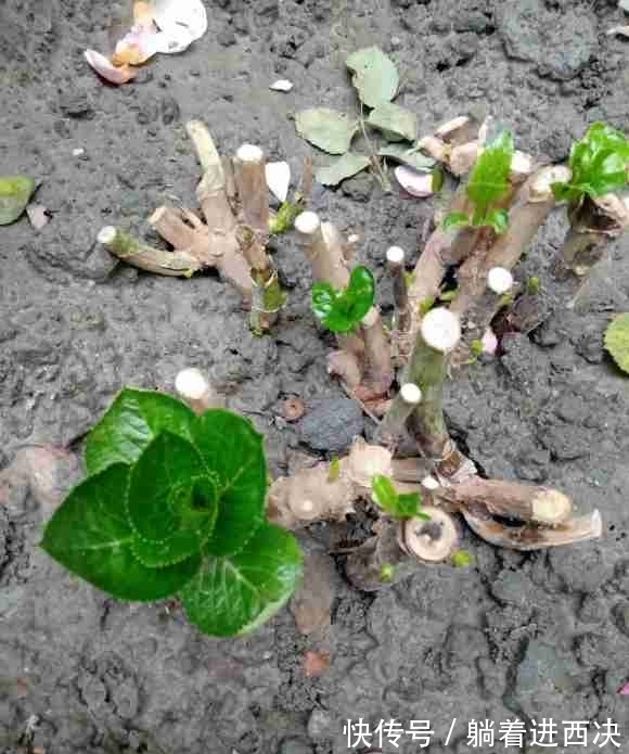 冬天养绣球,不能太娇贵,冻一冻旱一旱,花芽挤满盆,开成大花园