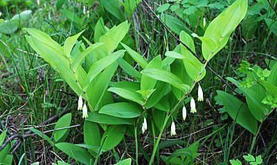 大山|大山里的宝贝,嫩叶是菜,根是汤也是药,若在山上偶遇,便是福气