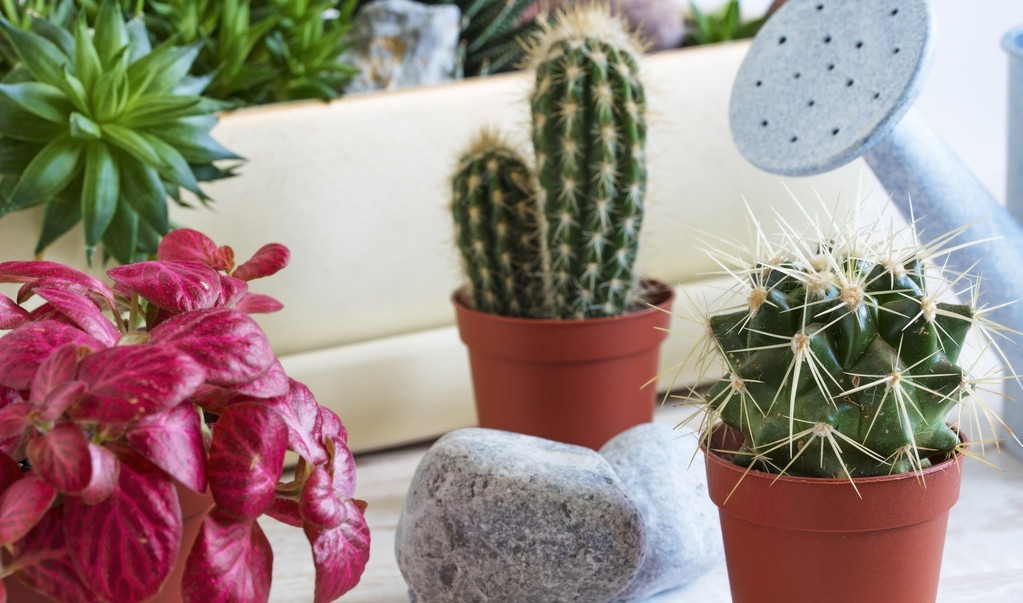 这6种花适合小盆养，用小盆，少管它，反而越长越旺，花开爆盆