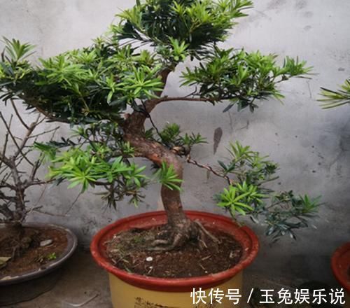 家有院子,为何要摆一盆罗汉松盆景?古人说的话,不无道理