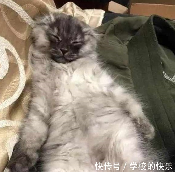 |大肥猫为了不剪指甲太搞笑，努力把自己缩成一只兔子，求主人放过