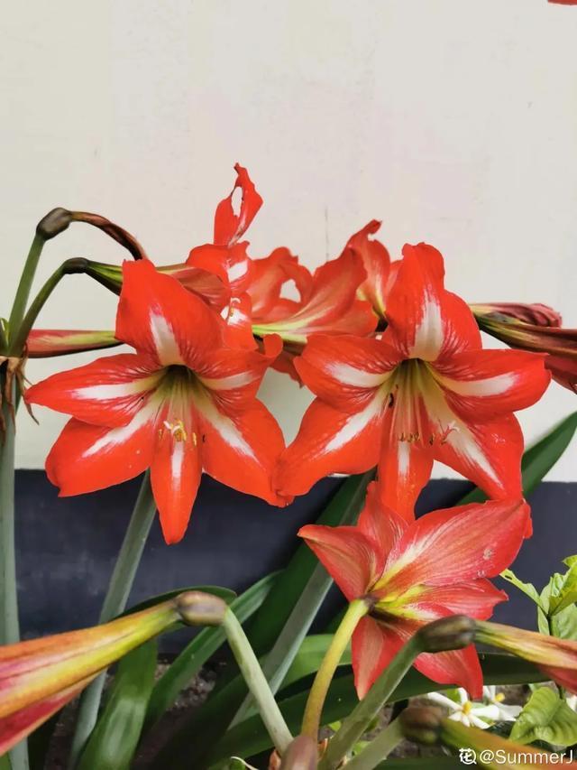 朱顶红美起来，就没其他花什么事儿，27个品种一个赛一个的美