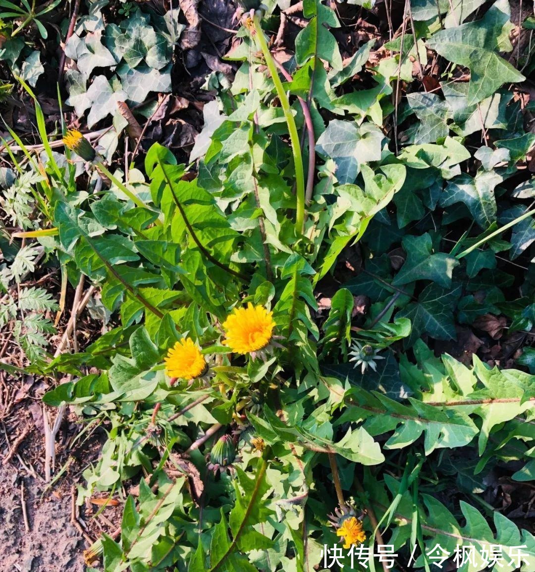 老中医最爱的8种花,一盆堪比小药箱,摘片叶子就能泡水喝!