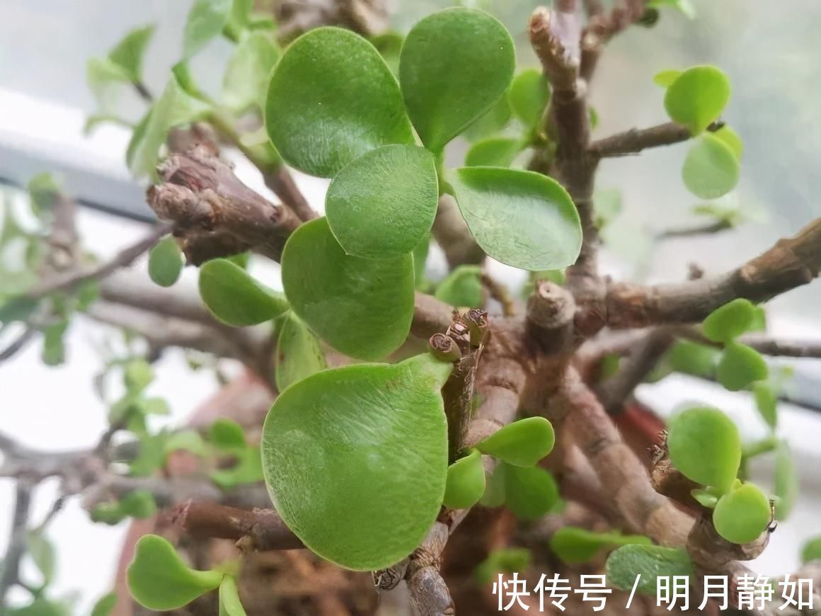 11月，千万别买这种花，养不活惹一肚子气