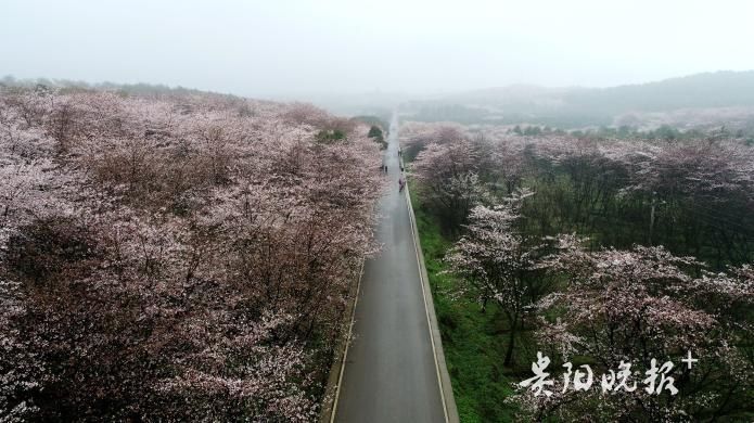 万亩樱花竞相开放，雾里看花别有韵味