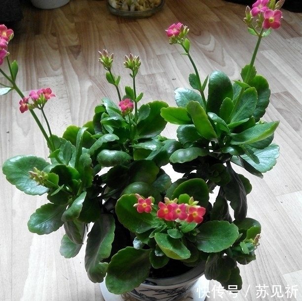 长寿花爱“吃酸”，添点“酸料”、倒点“酸水”，花朵艳丽又多姿