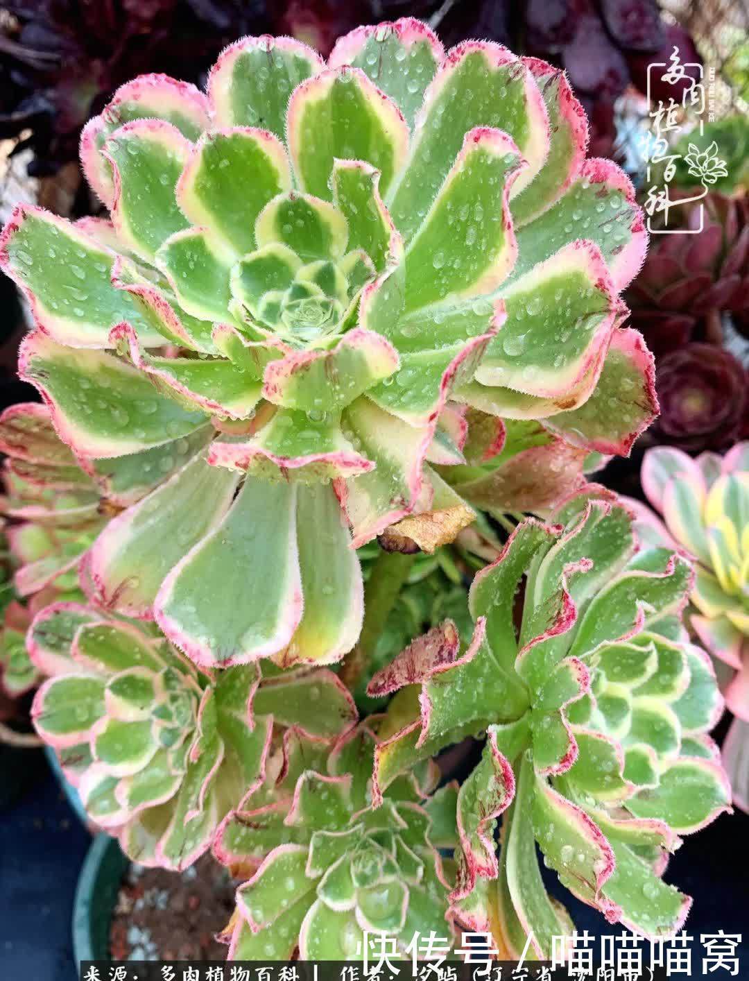 美杜莎|偶然相遇多肉,却成为心中挚爱!