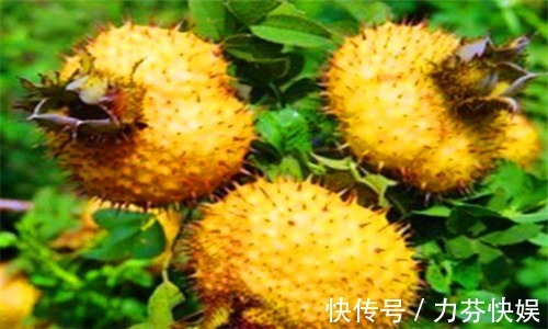 减肥法|秋天来了，推荐多吃3种食物，延缓衰老，促进睡眠，早吃早好