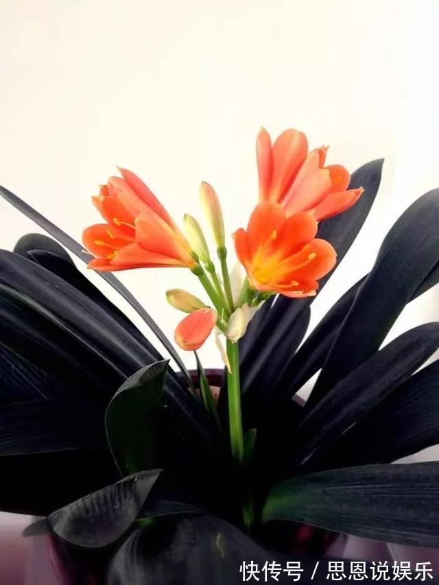 开花|盆栽君子兰养了多年不开花,给它喝点这个就行了!