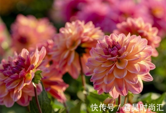 悬崖菊|这几款菊花,养在家中幽香四溢,美轮美奂,花型圆滚惹人爱,超美