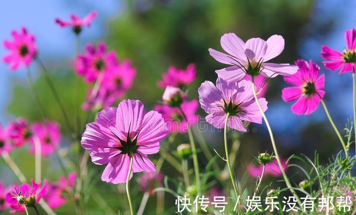 波斯菊|现在遇到5种花,请绕道走,管不住手就上当了