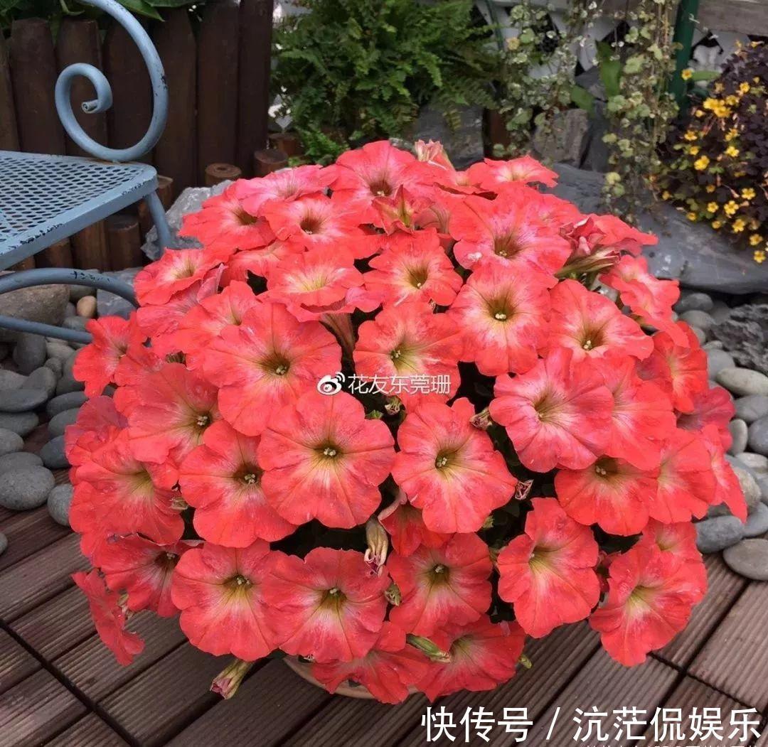 春天|9月给天竺葵剪个短发,过冬前就能窜叶子,明年春天开成大花球!